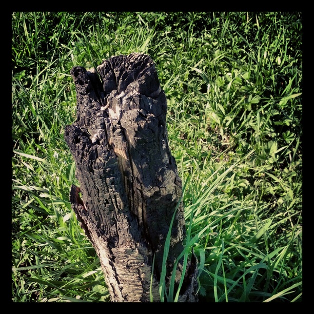 0x025: Moudrý pařez / Wise stump (1)