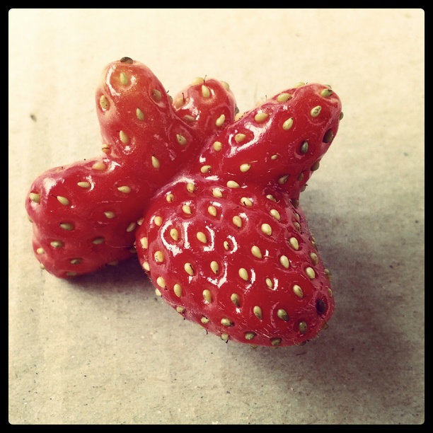 0x054: Jahoda / Strawberry