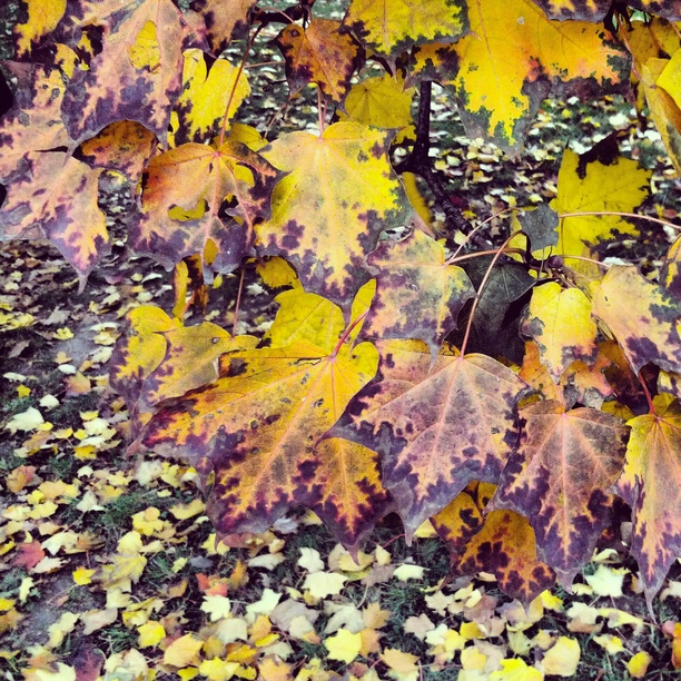 0x0c0: Listí / Leaves (2)