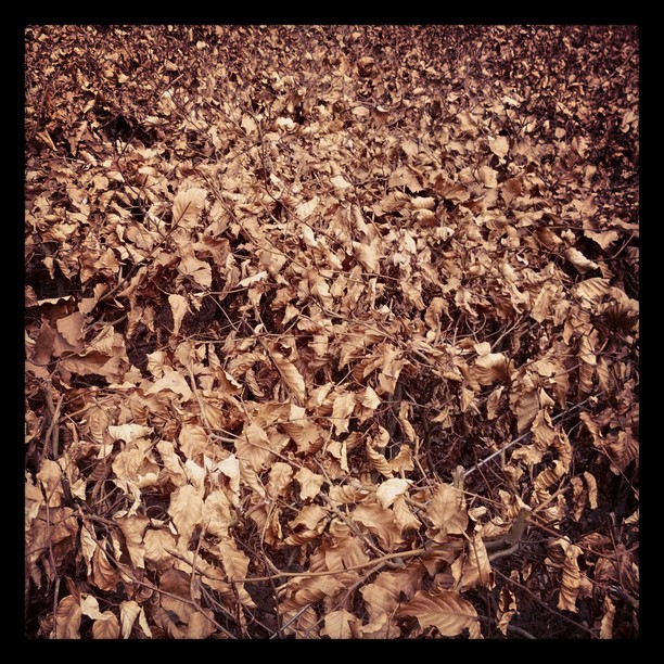0x12c: Listí / Leaves (4)