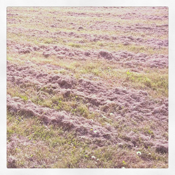 0x1c1: Tráva / Grass (9)