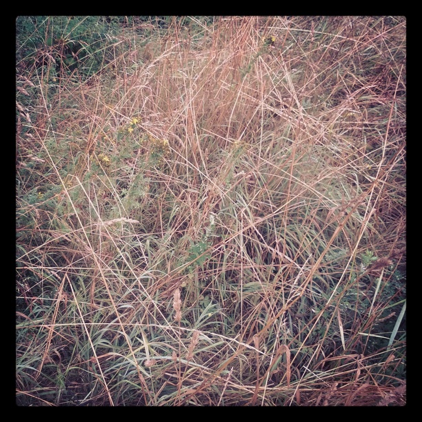 0x1ee: Tráva / Grass (11)