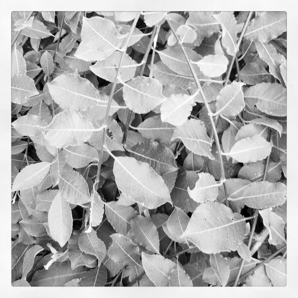 0x26f: Listí / Leaves (7)