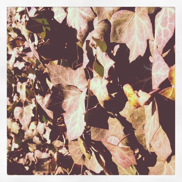 0x34f: Listí / Leaves (12)