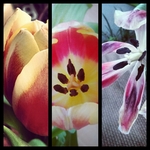 0x00b: Život tulipánu / Life of tulip