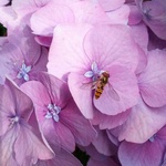 0x07b: Včela / Bee