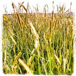 0x09f: Tráva / Grass (3)