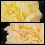 0x0a9: Růže / Rose (2)