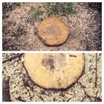 0x28d: Moudrý pařez / Wise stump (6)